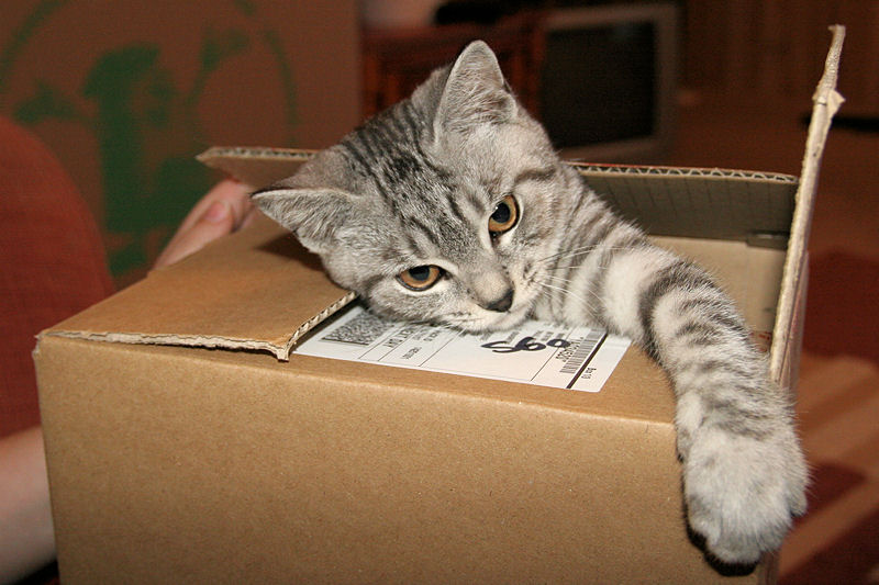 Silver_Tabby_Cat_In_A_Box_IMG_4451.jpg